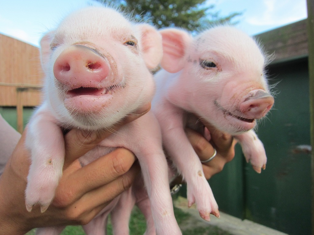 阿蘇ミルク牧場 あそみるくぼくじょう ちびぶー ミニ豚の赤ちゃん が生まれました
