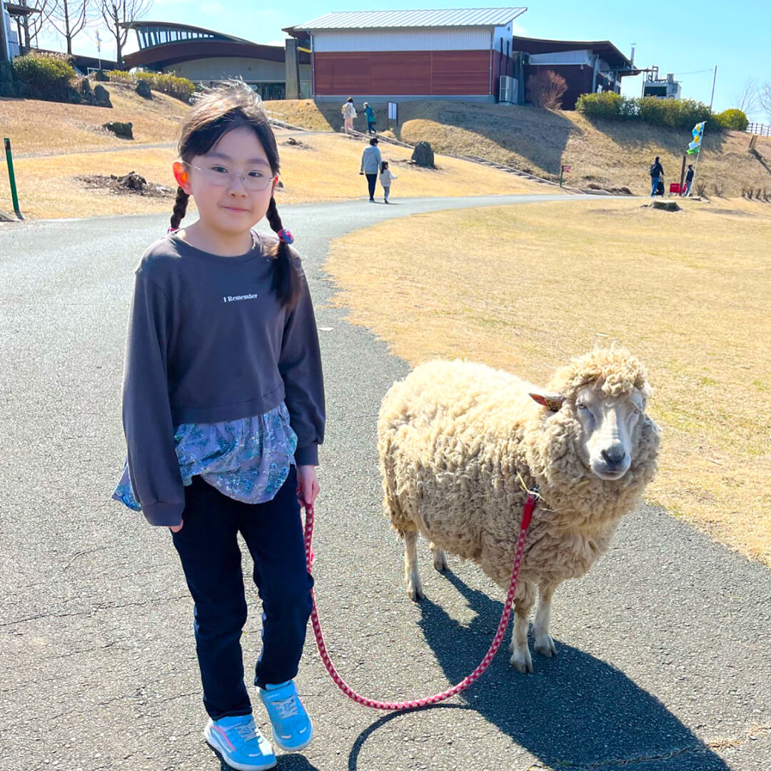 羊のお散歩