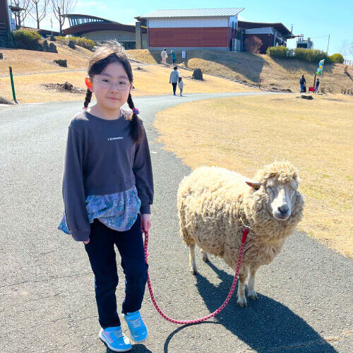 羊のお散歩
