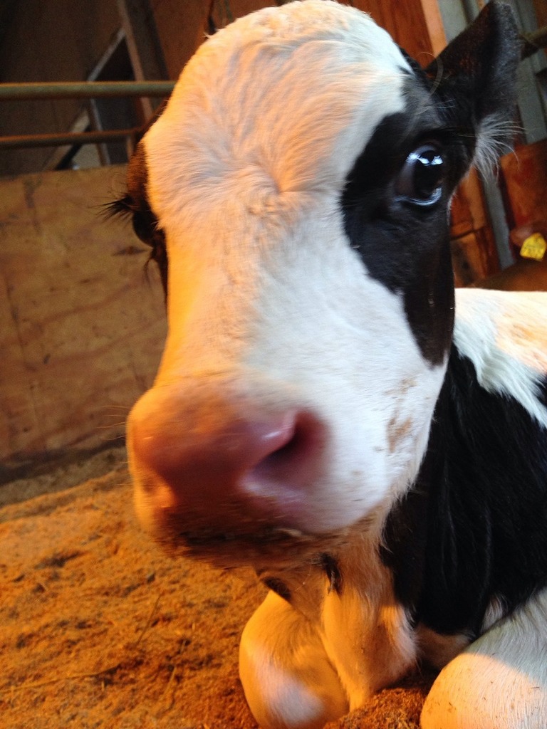 阿蘇ミルク牧場 あそみるくぼくじょう 15年 子牛が生まれましたよ