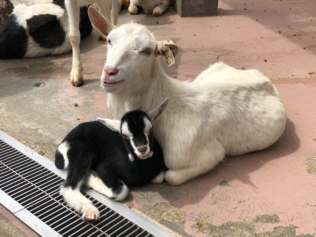 お母さんヤギ（百恵）と赤ちゃんヤギの（みのりちゃん）