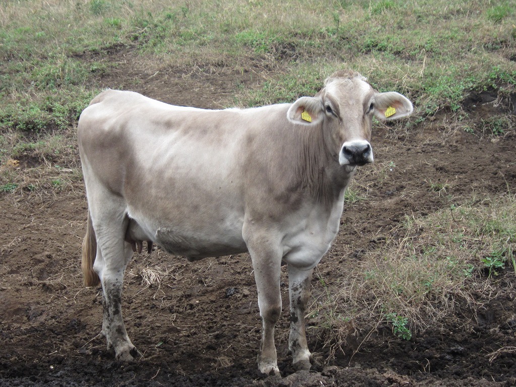 阿蘇ミルク牧場（あそみるくぼくじょう） - 2011年12月8日・・イチコ（ブラウンスイス種）出産予定。