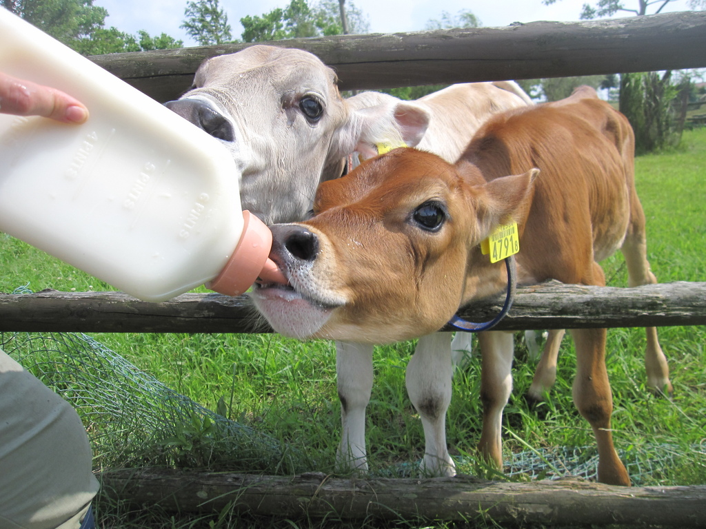 仔牛はミルクで、育ちます。ごくごく飲んで、大きくなってね！