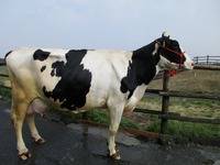 [4]ホルスタイン（牧場内の牛舎にいる牛たち）