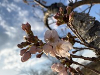 2024年3月20日 桜の開花状況