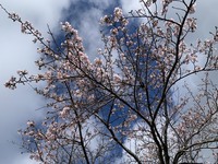 2024/3/26桜の開花状況