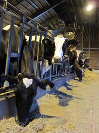 阿蘇ミルク牧場の牛舎の作業風景が、NHKラジオ『２０１２音の風景』で放送！です☆