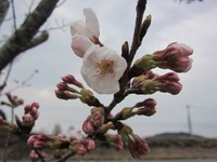牧場にも桜が咲き始めました☆