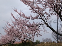 牧場の桜も満開間近です✩